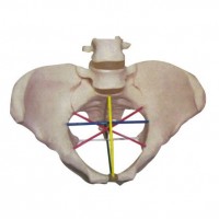 骨盆測(cè)量示教模型