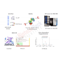 蛋白膠點(diǎn)、膠條、IP樣品蛋白質(zhì)鑒定